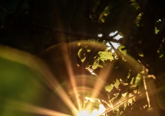 Solen skiner genom löven