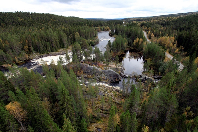 Bild på en skog samt en flod som rinner genom