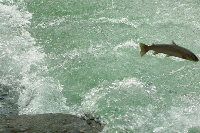 Planting of salmon in Nissan